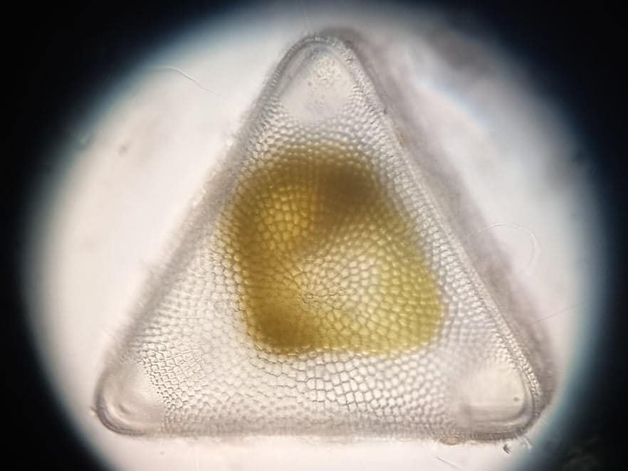 Украинские ученые обнаружили внезапный рост хлорофилла в океане: к чему это приведет