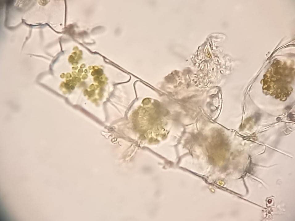 Украинские ученые обнаружили внезапный рост хлорофилла в океане: к чему это приведет