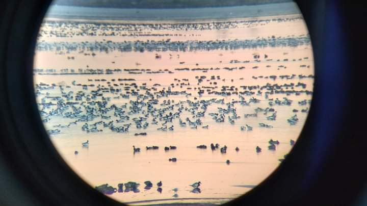 До України прилетіли понад 30 тисяч незвичайних птахів: хто вони (фото)