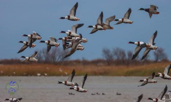 До України прилетіли понад 30 тисяч незвичайних птахів: хто вони (фото)