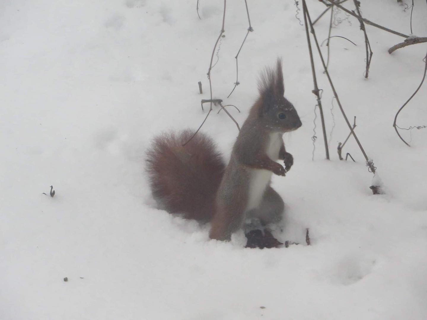 З китицями, а не рись. В Чорнобилі показали тварину, яка мешкає на деревах (фото)