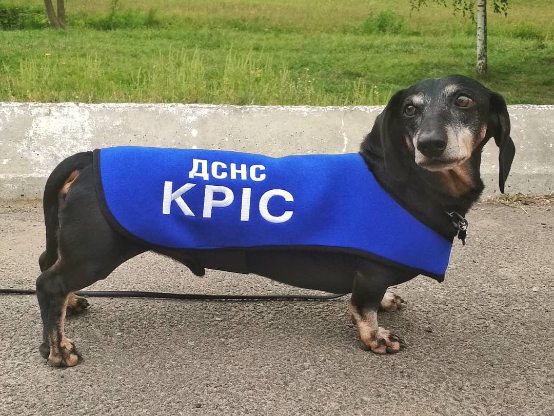 Не только Патрон: в ГСЧС рассказали про поисково-спасательную таксу-ветерана