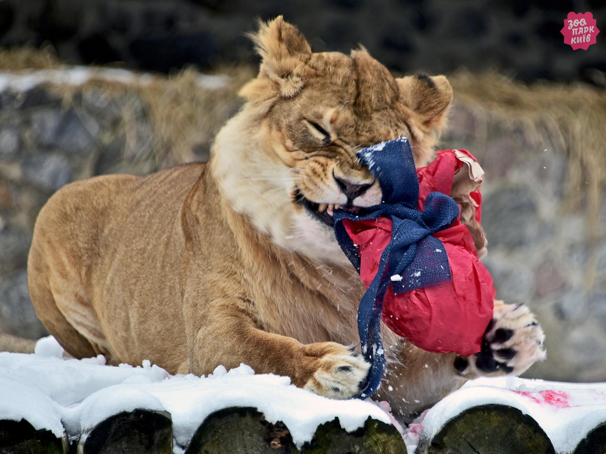 В Киеве проведут показательные кормления львов: когда и куда приходить