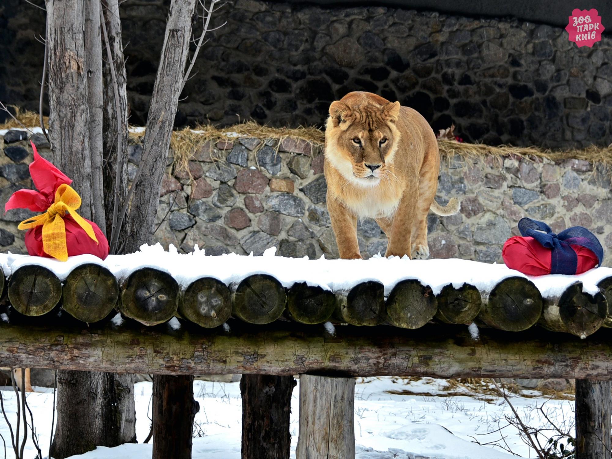 В Киеве проведут показательные кормления львов: когда и куда приходить