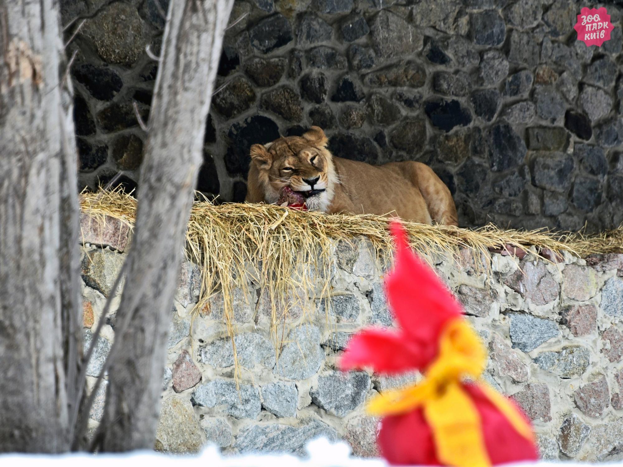 В Киеве проведут показательные кормления львов: когда и куда приходить