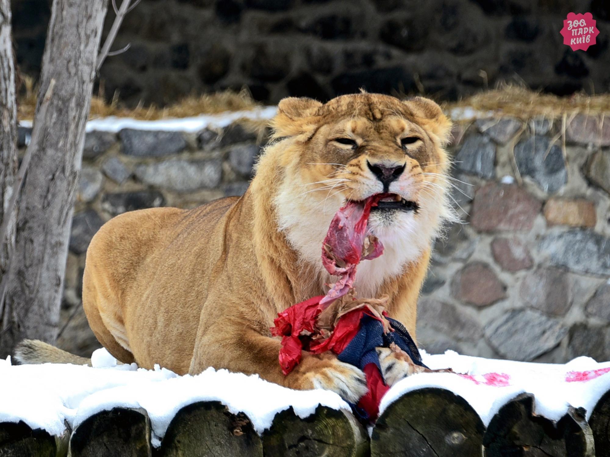 В Киеве проведут показательные кормления львов: когда и куда приходить