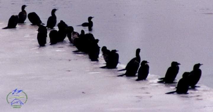 Рідкісні птахи прилетіли зимувати до України: подивіться на цих красенів (фото)