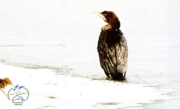 Рідкісні птахи прилетіли зимувати до України: подивіться на цих красенів (фото)