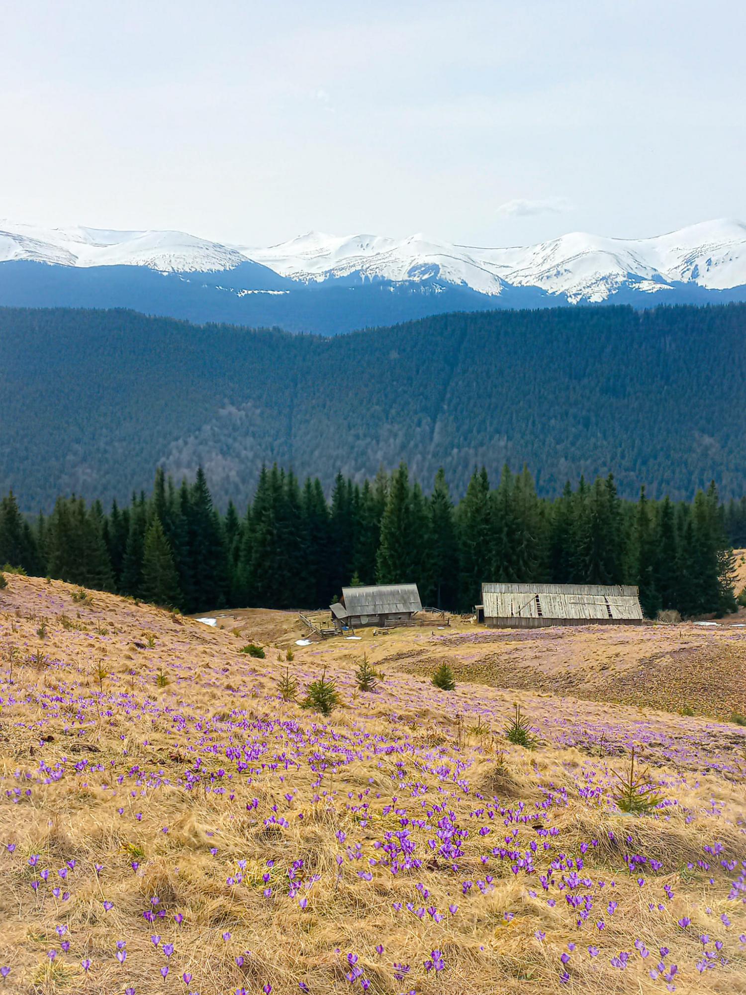 В Карпати прийшла весна: неймовірні фото з гірських вершин, які вкрилися квітами