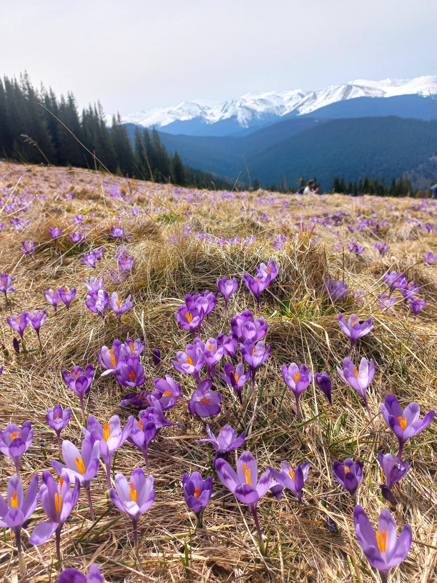 В Карпати прийшла весна: неймовірні фото з гірських вершин, які вкрилися квітами