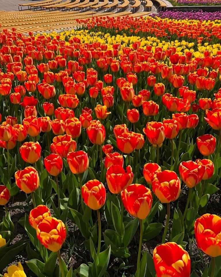 Весна на Співочому. В Києві відкривається грандіозна виставка квітів