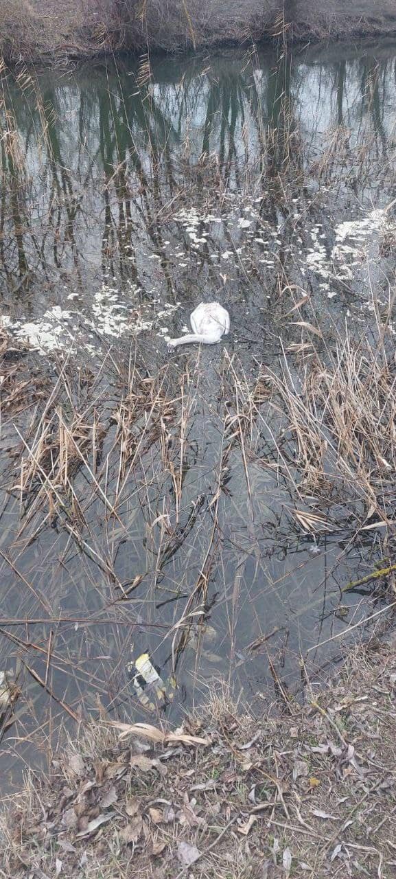 Зоологи б'ють на сполох. Під Одесою у нацпарку з невідомих причин гинуть лебеді (фото)