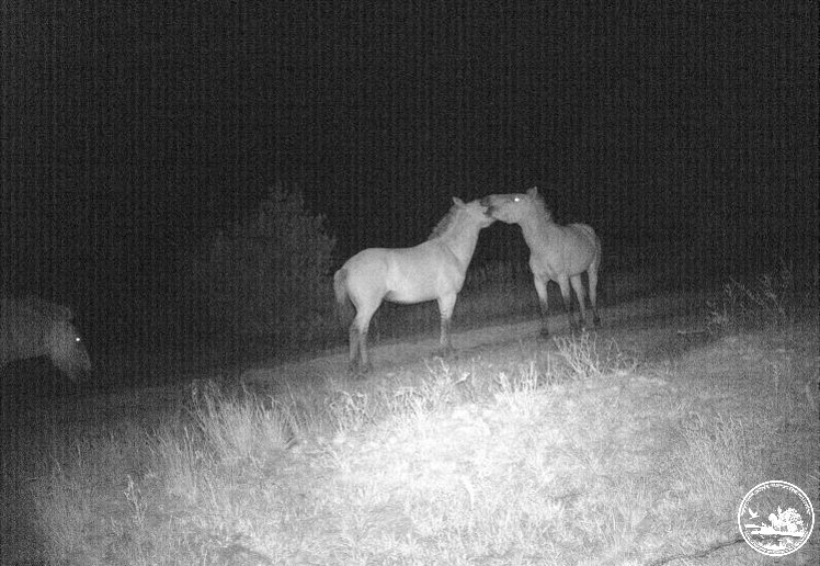 Зимові ночі довгі. В Чорнобилі показали тварин, які не сплять уночі