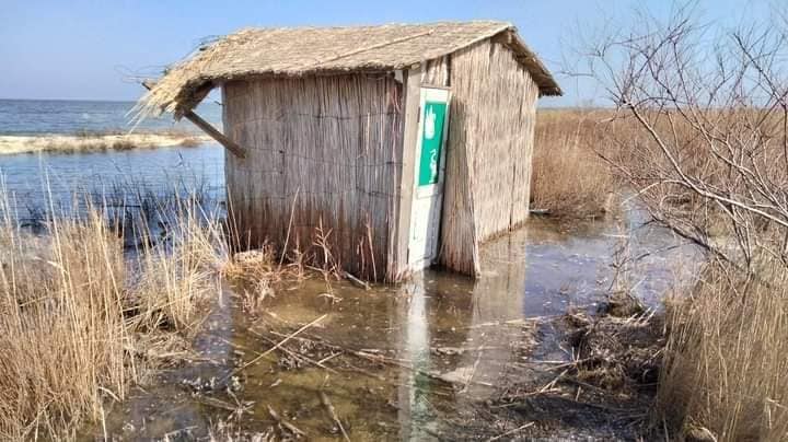 На Тузлівських лиманах вперше зафіксували рідкісного птаха із &quot;обличчям&quot; у формі серця (фото)