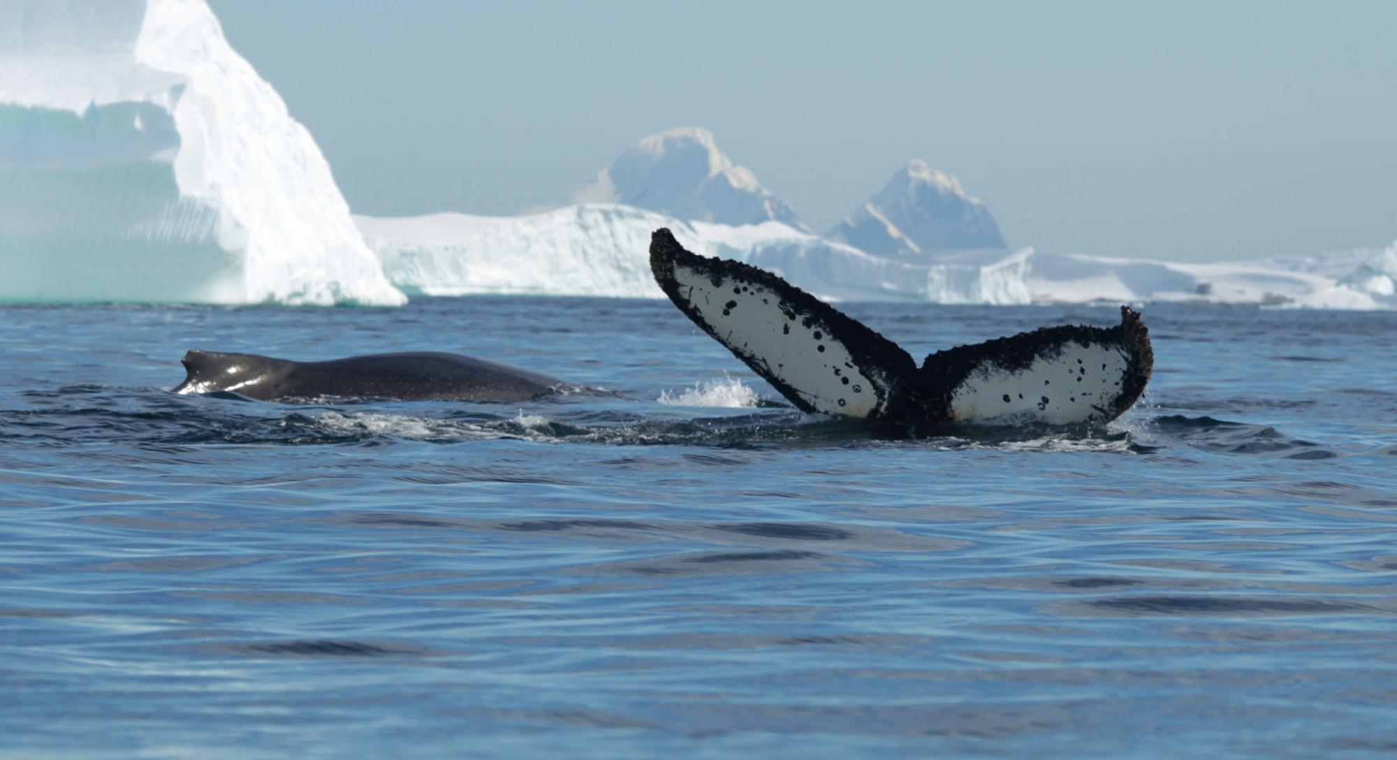 Найбільші тварини на Землі: Українські полярники показали китів в Антарктиці