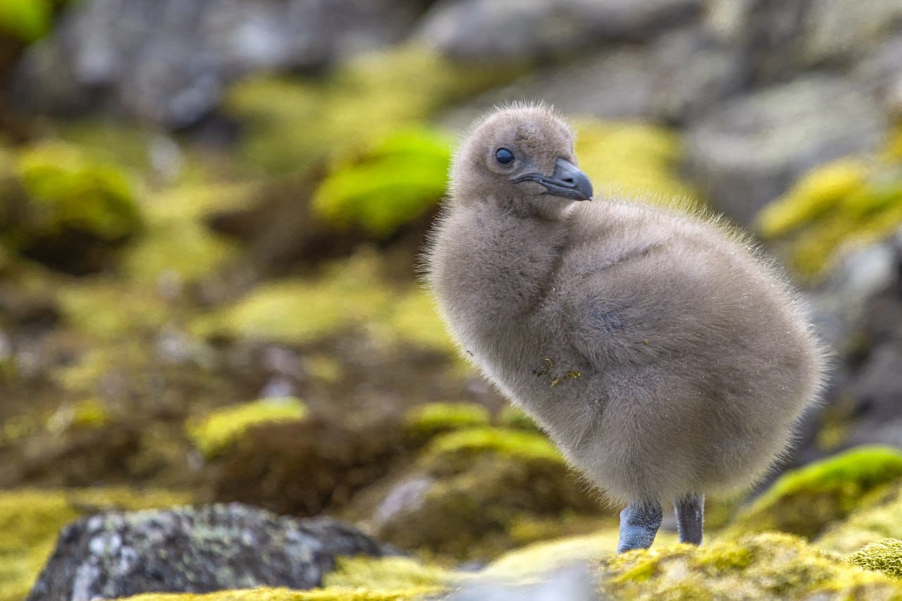 Полярники показали арктичних пташенят, які вперше за два роки вилупились біля станції: милі фото