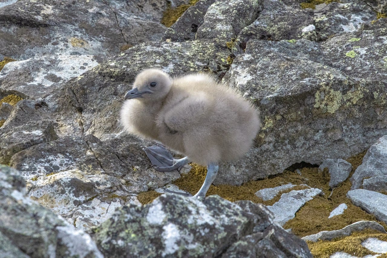 Полярники показали арктичних пташенят, які вперше за два роки вилупились біля станції: милі фото