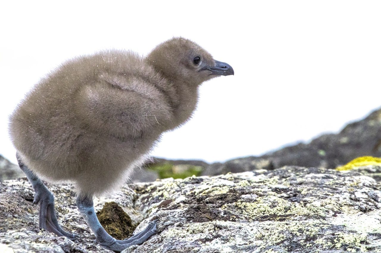 Полярники показали арктичних пташенят, які вперше за два роки вилупились біля станції: милі фото