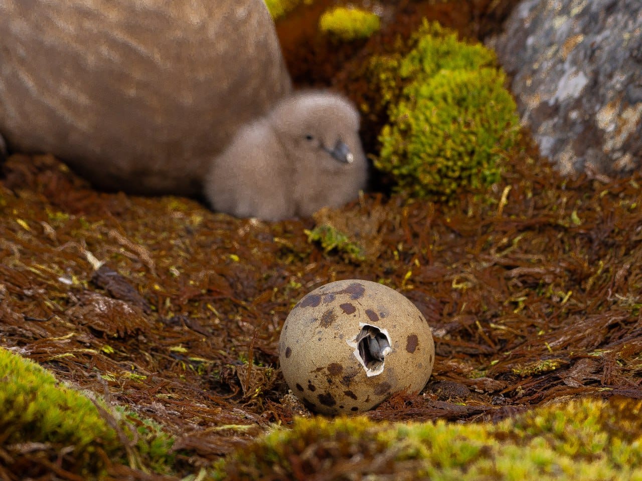 Полярники показали арктичних пташенят, які вперше за два роки вилупились біля станції: милі фото