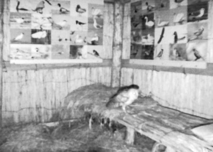 На Тузлівських лиманах вперше зафіксували рідкісного птаха із &quot;обличчям&quot; у формі серця (фото)