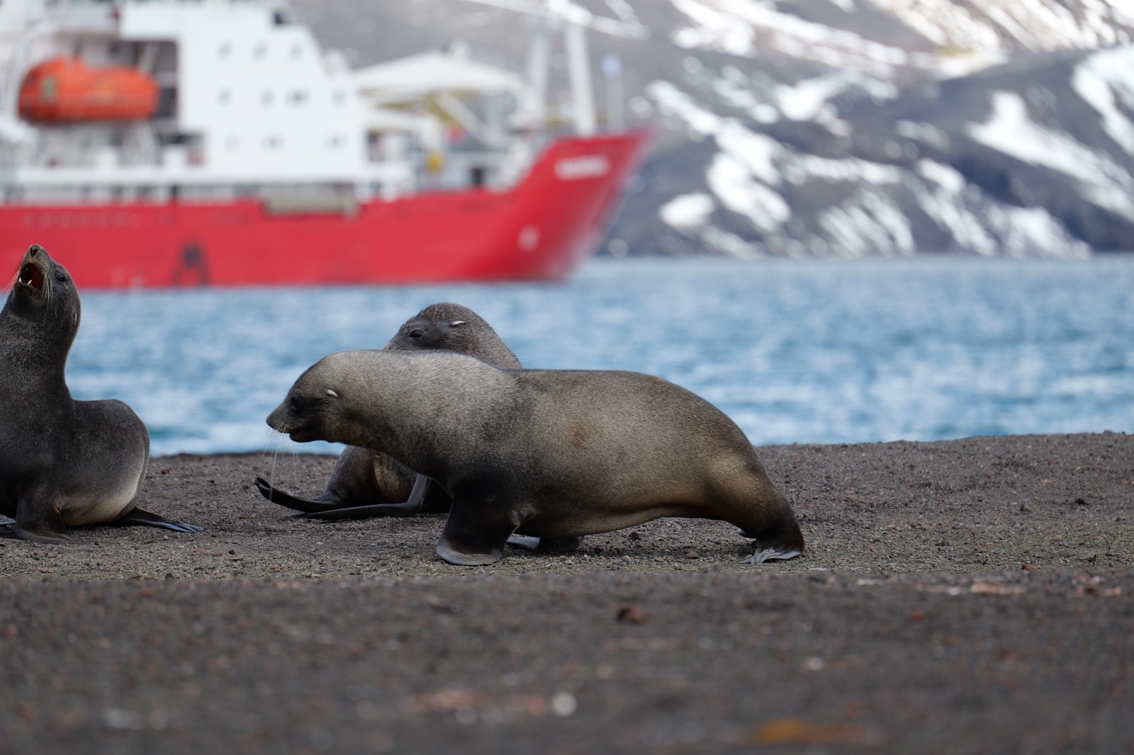 &quot;Пройшли Дрейком, як автобаном&quot;. На &quot;Академік Вернадський&quot; прибула нова команда полярників (фото)
