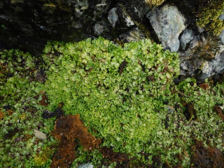 Ukrainian polar explorers discover new plant species in Antarctica: Incredible photos