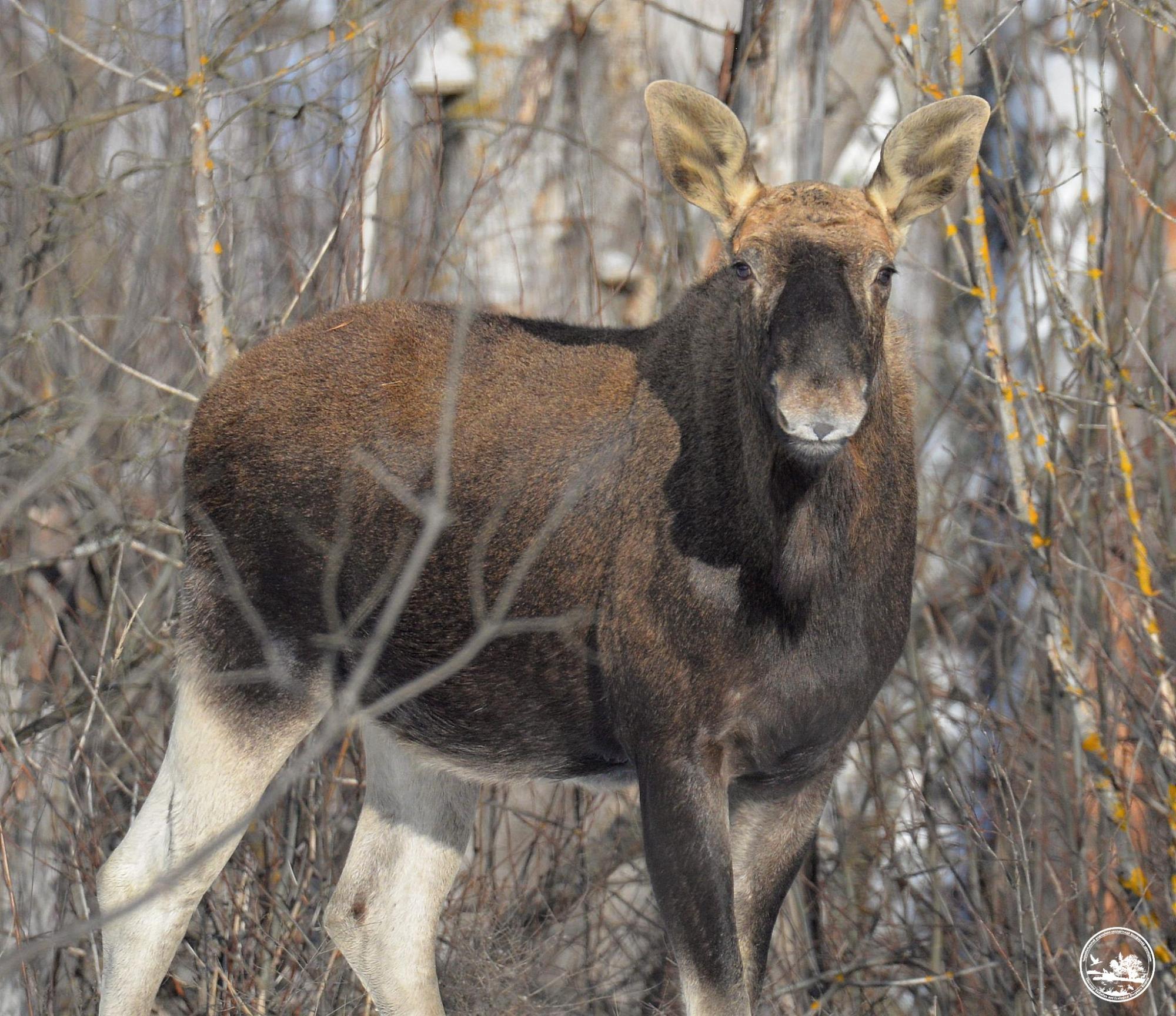 В Чернобыле показали упитанного красавца, наслаждающегося весной