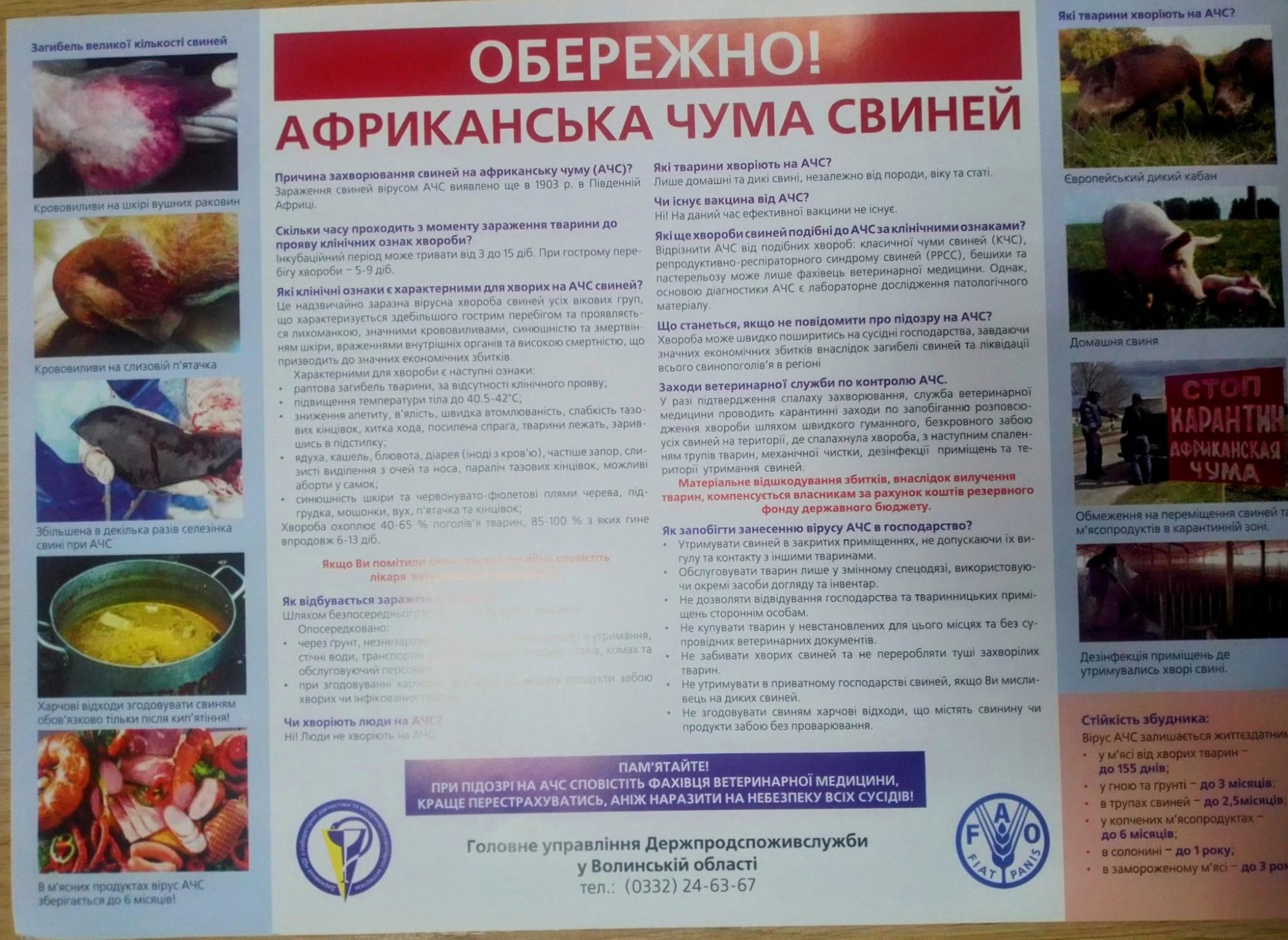 В Україні виявили африканську чуму. Де встановили карантинну зону