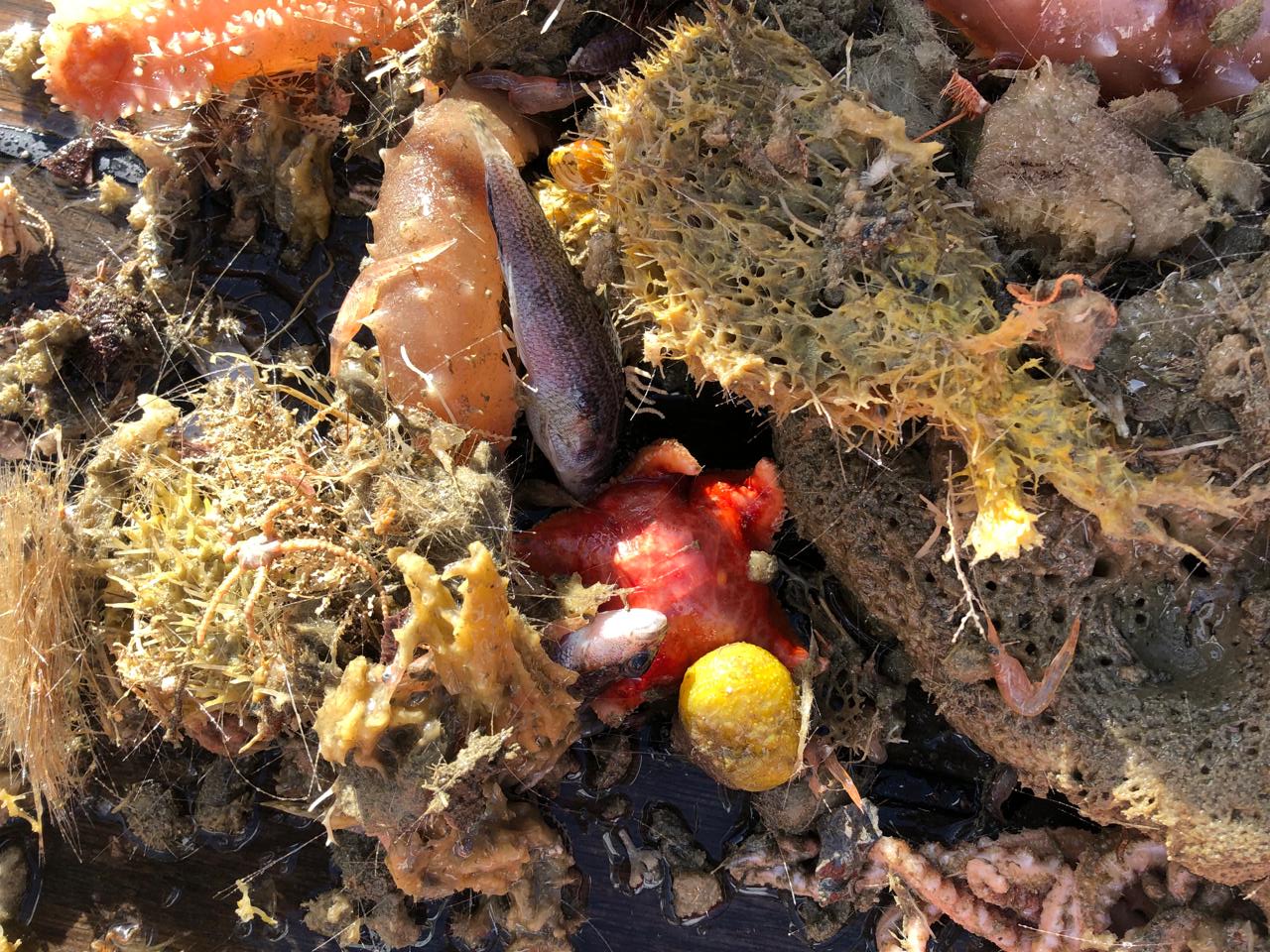 Украинские полярники показали морскую фауну со дна Южного океана: захватывающие фото