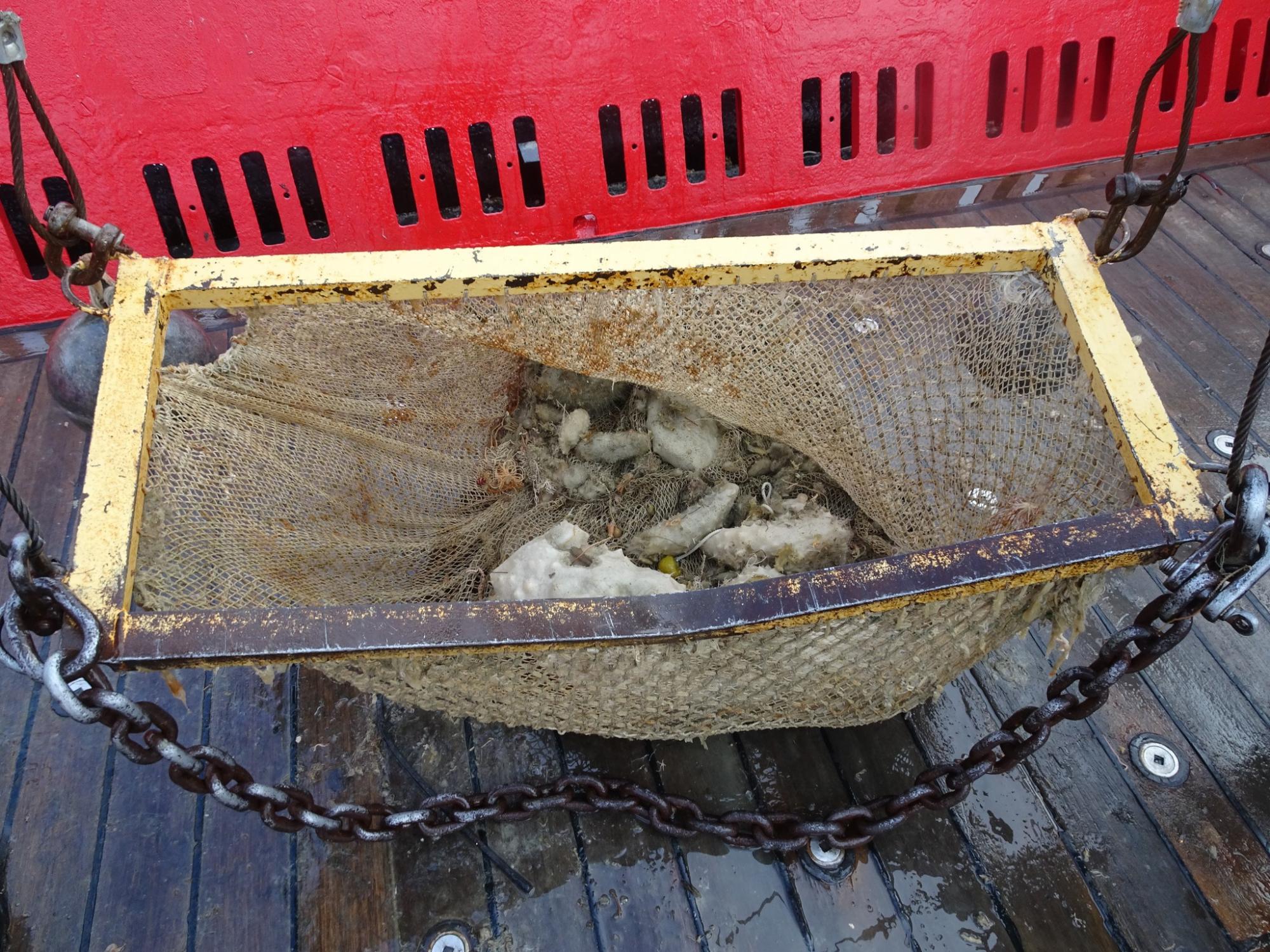 Украинские полярники показали морскую фауну со дна Южного океана: захватывающие фото