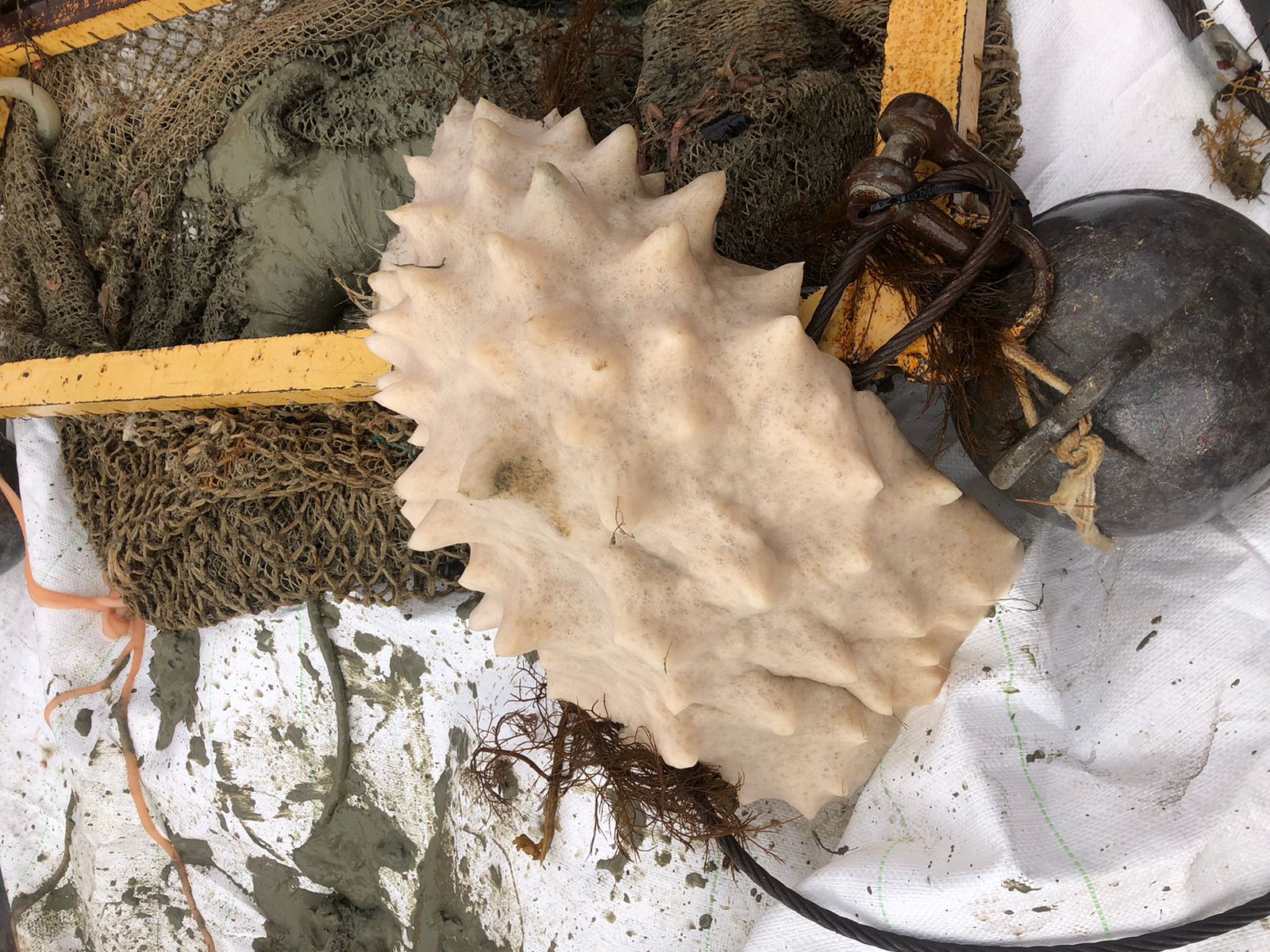 Украинские полярники показали морскую фауну со дна Южного океана: захватывающие фото