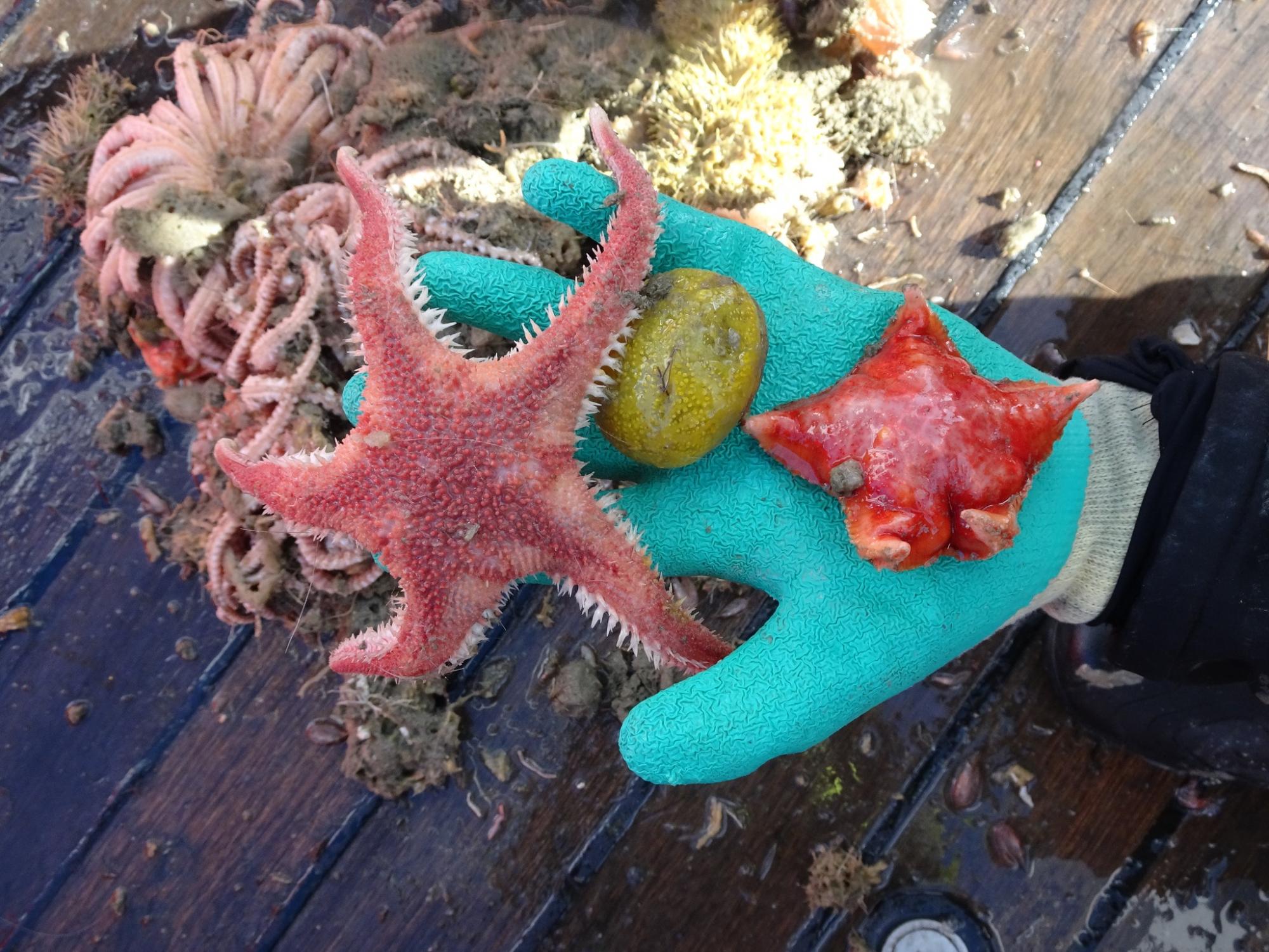 Украинские полярники показали морскую фауну со дна Южного океана: захватывающие фото