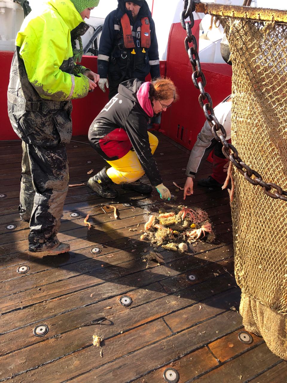 Украинские полярники показали морскую фауну со дна Южного океана: захватывающие фото