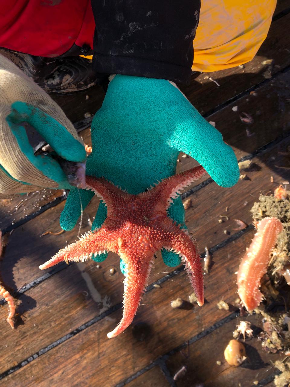 Украинские полярники показали морскую фауну со дна Южного океана: захватывающие фото