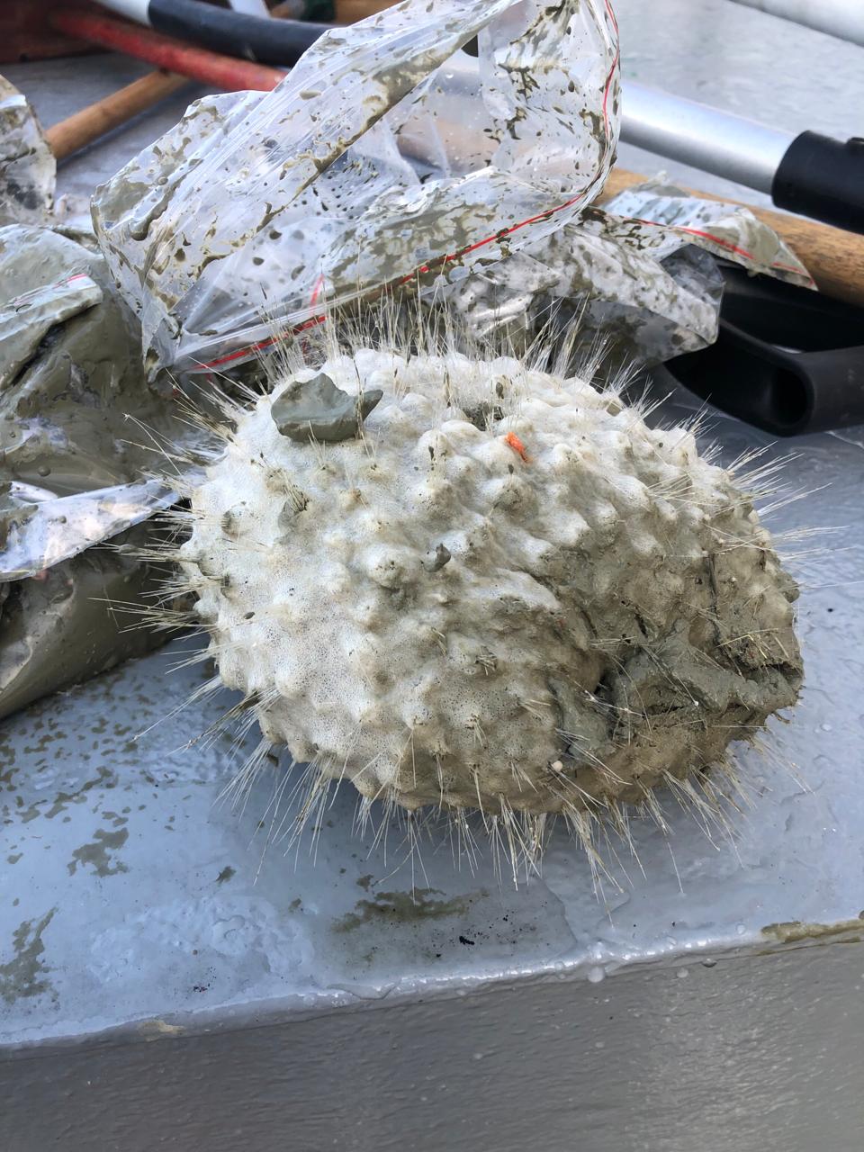 Украинские полярники показали морскую фауну со дна Южного океана: захватывающие фото