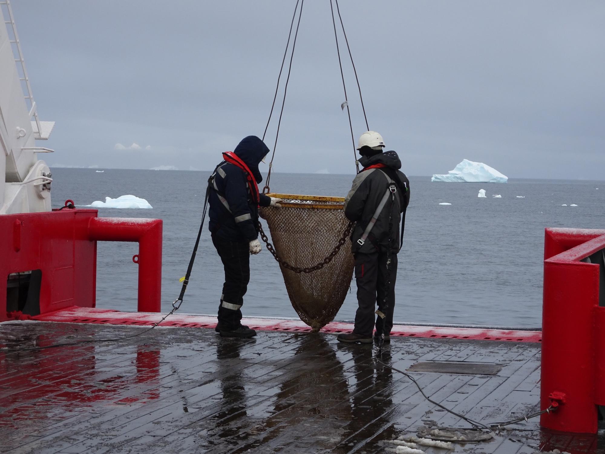 Українські полярники показали морську фауну з дна Південного океану: захоплюючі фото