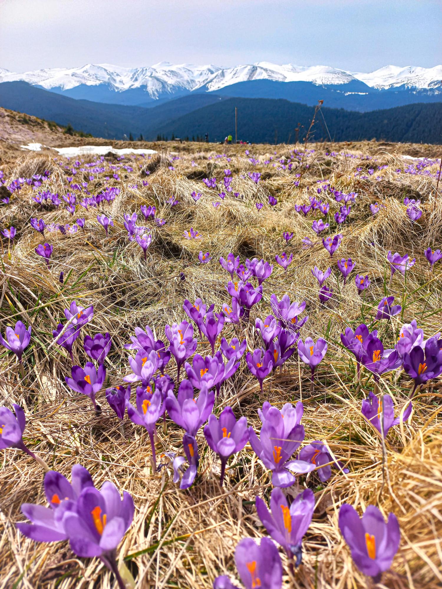 В Карпати прийшла весна: неймовірні фото з гірських вершин, які вкрилися квітами