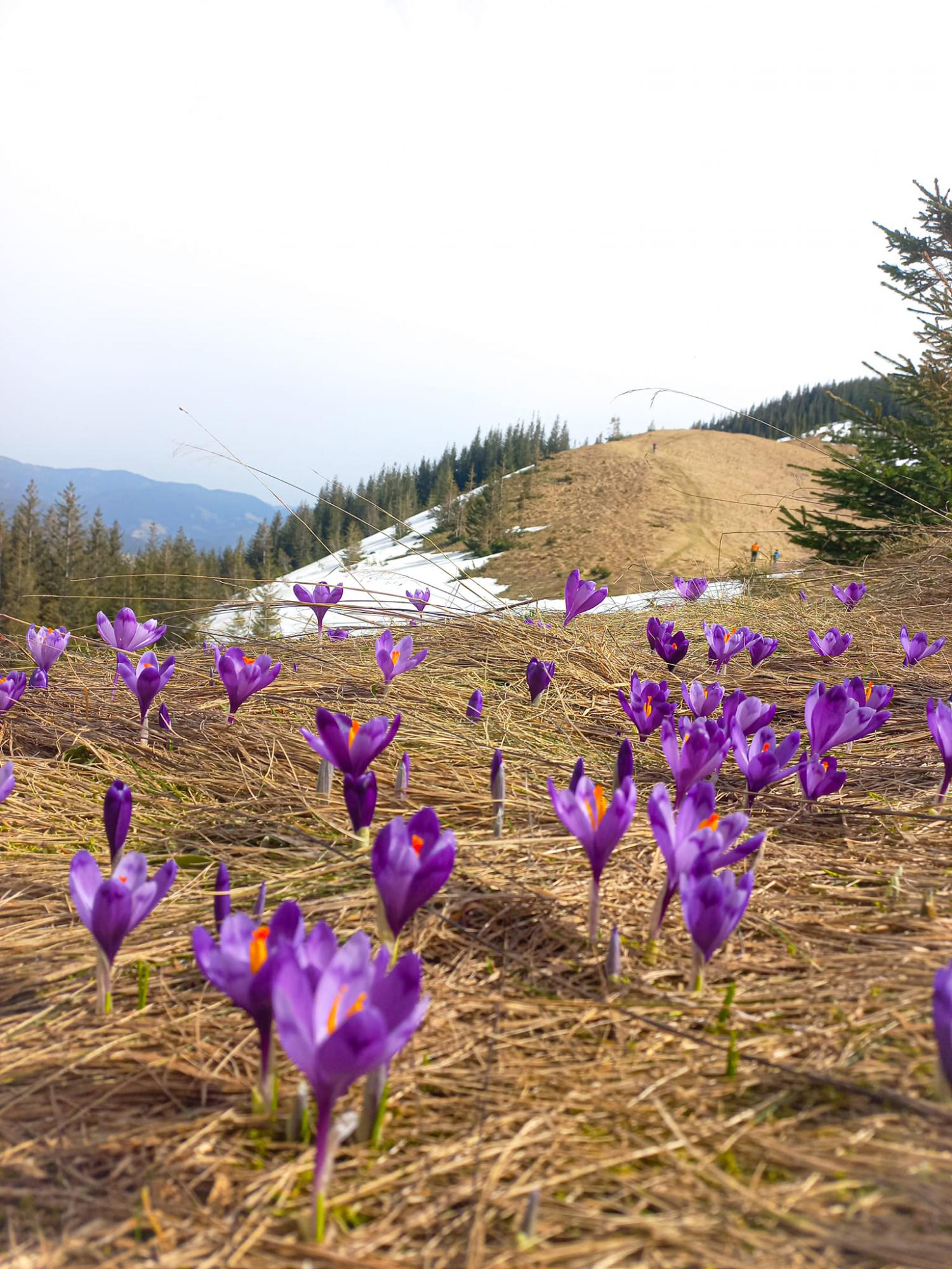 В Карпати прийшла весна: неймовірні фото з гірських вершин, які вкрилися квітами