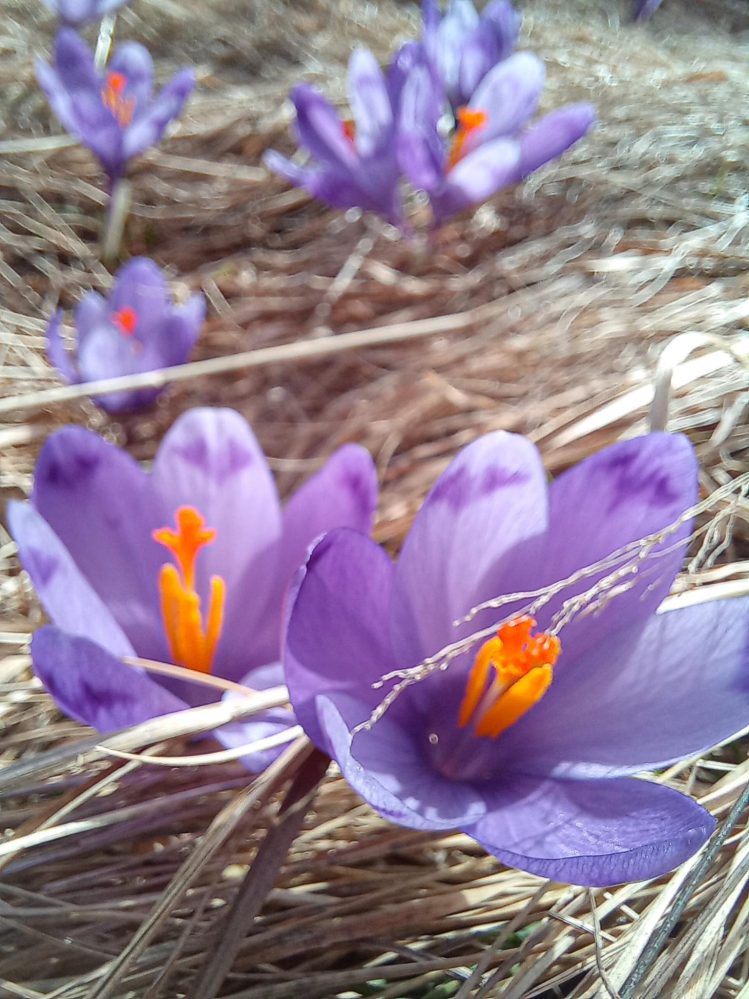 В Карпати прийшла весна: неймовірні фото з гірських вершин, які вкрилися квітами