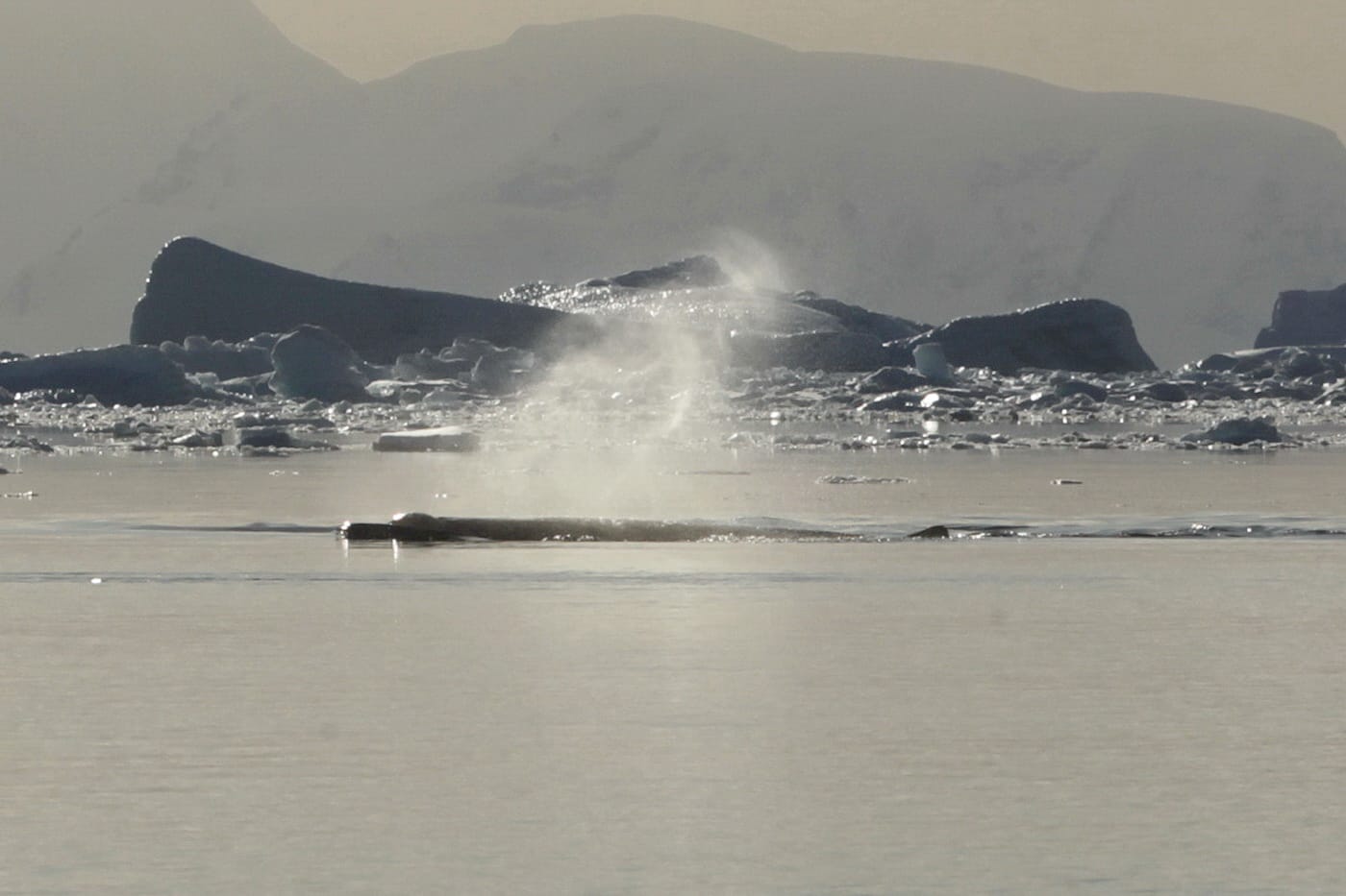 Не досліджені у світі: українські полярники показали фото рідкісного кита