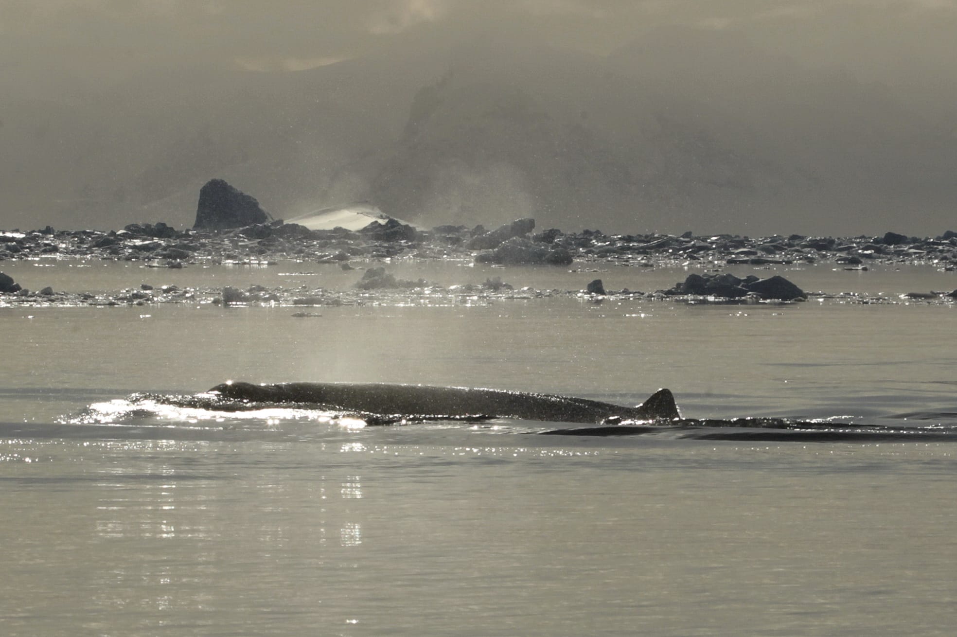 Не досліджені у світі: українські полярники показали фото рідкісного кита