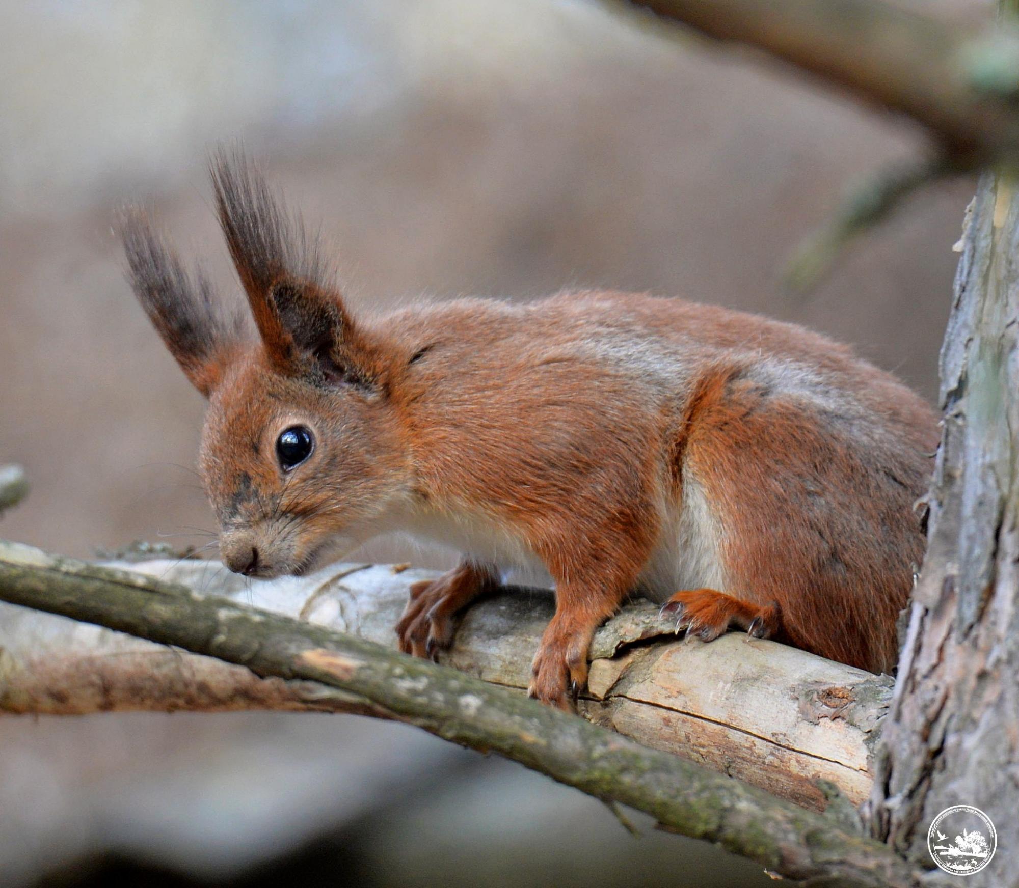 &quot;Вся у клопотах&quot;. В Чорнобилі показали &quot;пухнасту красуню&quot;