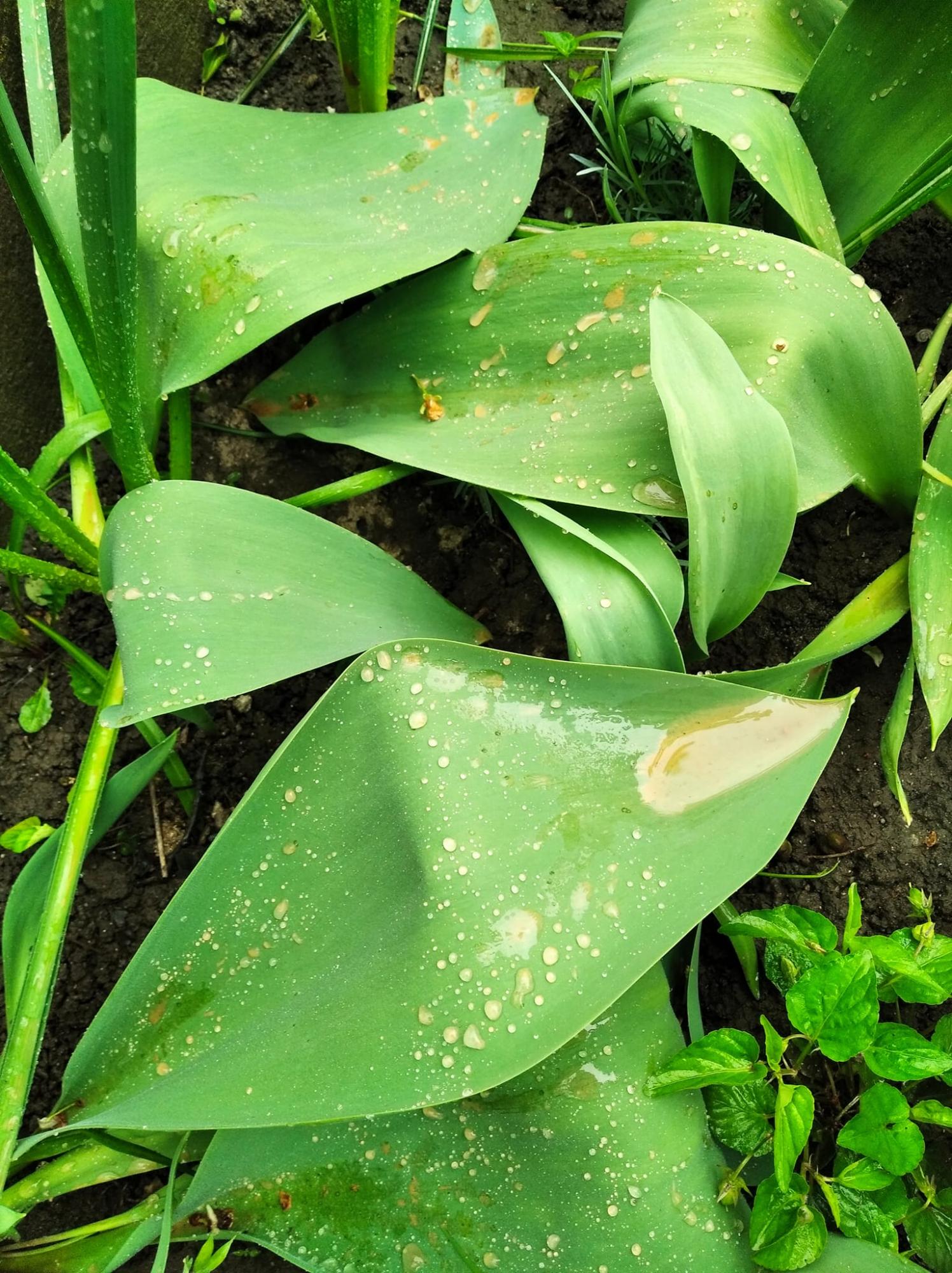 В Україні випав оранжевий дощ: фото та відео "рудих" опадів