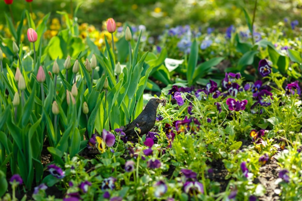 Весна на Співочому. В Києві відкривається грандіозна виставка квітів