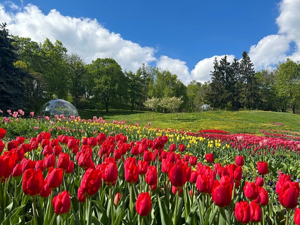 Весна на Співочому. В Києві відкривається грандіозна виставка квітів