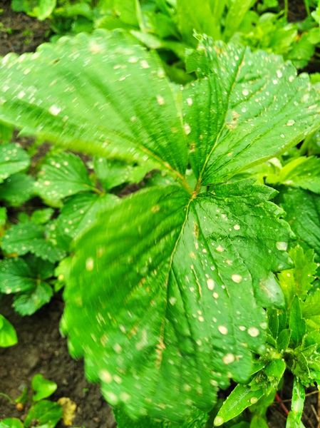 В Україні випав оранжевий дощ: фото та відео "рудих" опадів