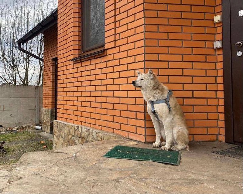 Верный пес месяц ждет погибшую хозяйку под Киевом: фото, которые пробирают до слез