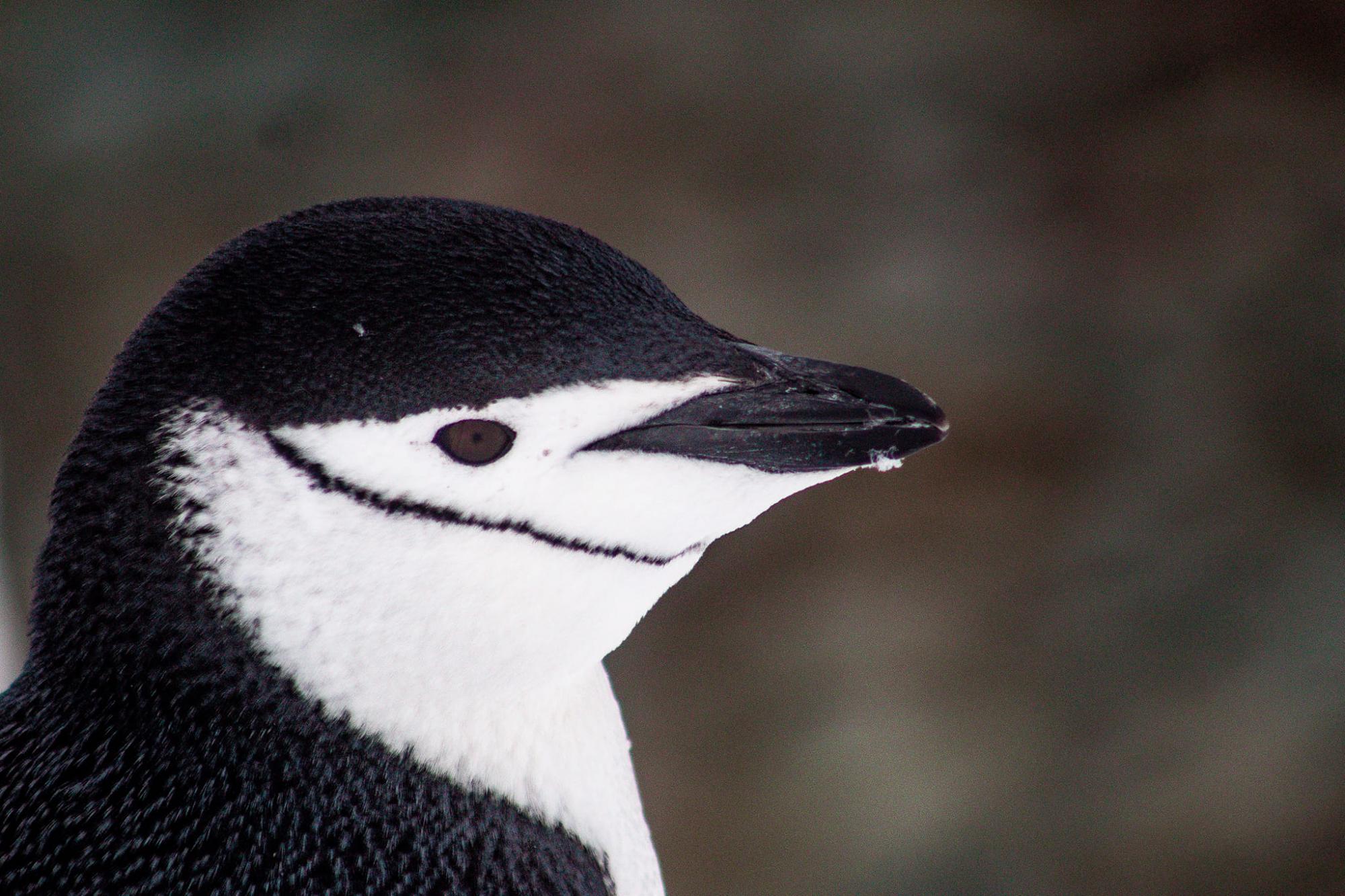 Кожен унікальний: українські полярники показали захоплюючі фото пінгвінів