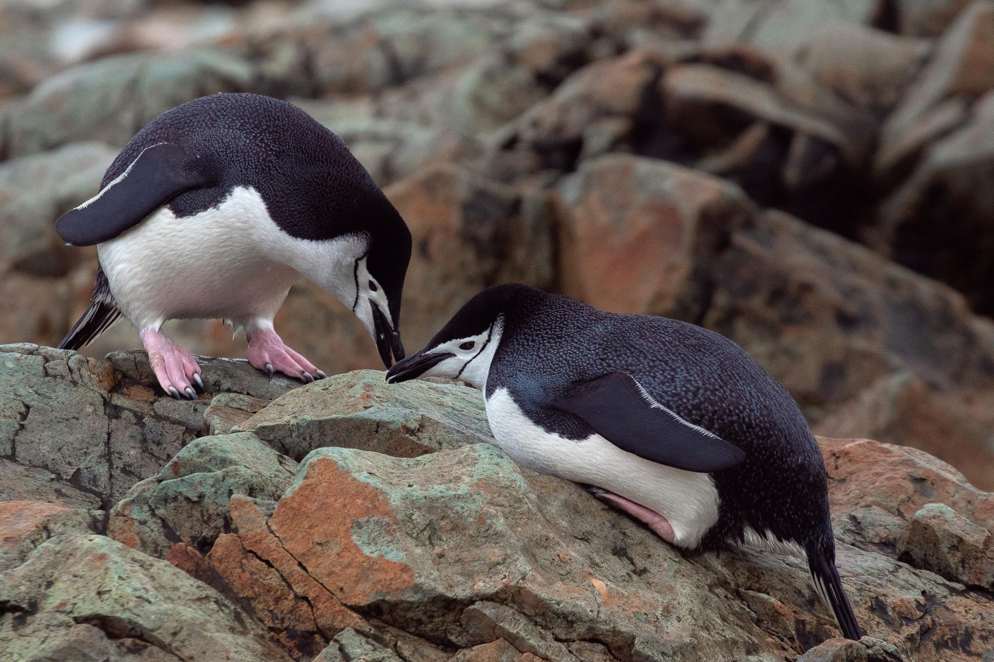 Кожен унікальний: українські полярники показали захоплюючі фото пінгвінів