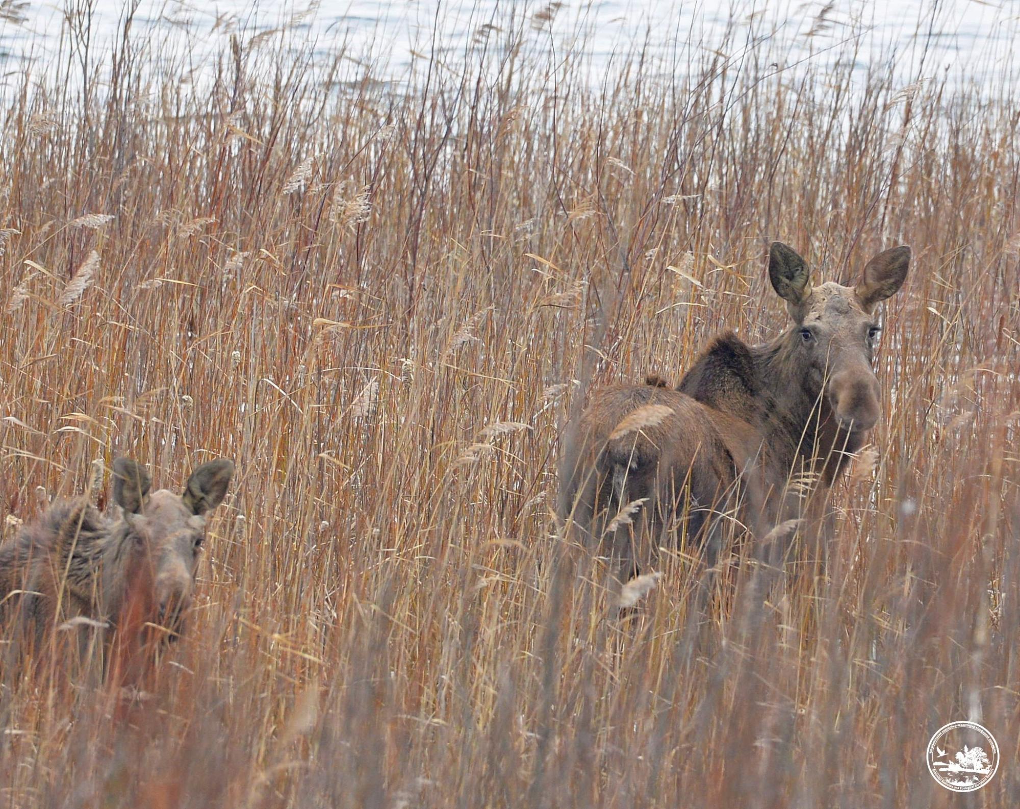 На водопой из зарослей. В Чернобыле показали благородное животное
